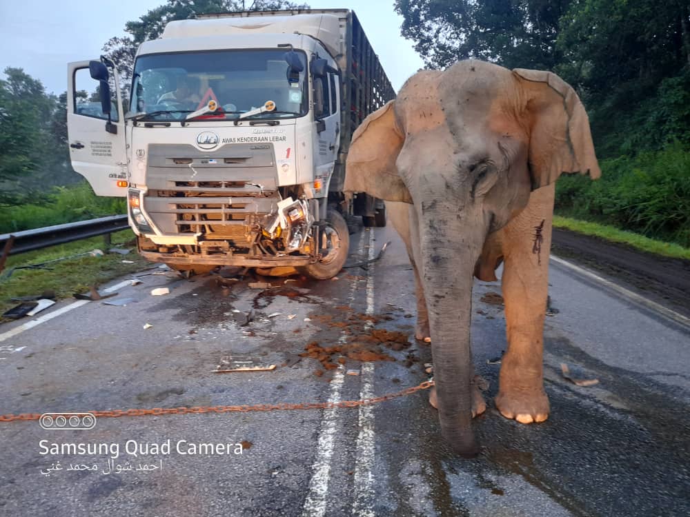Tragedi Anak Gajah & Suara Islam Tentang Kasih Sayang Terhadap Haiwan