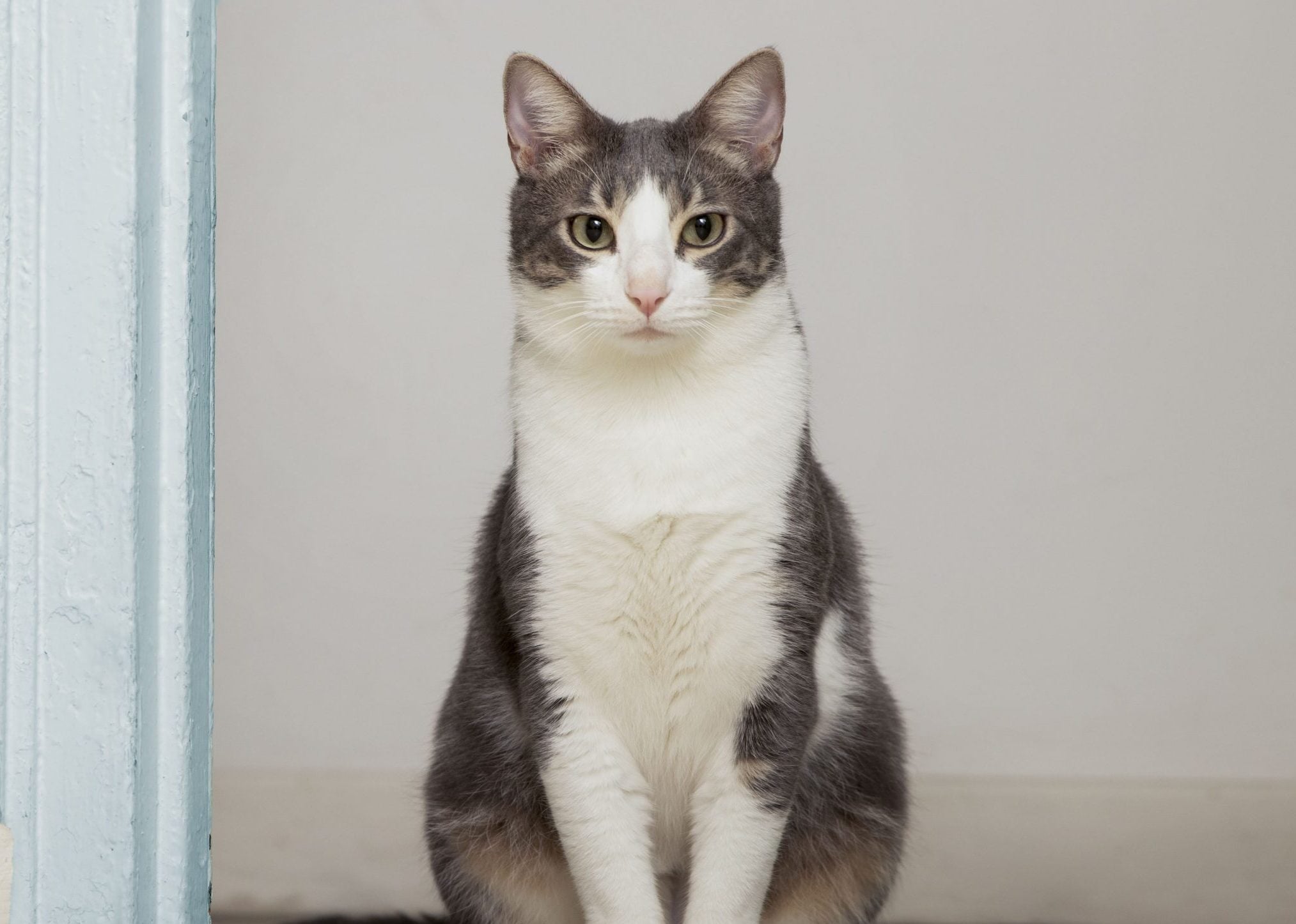 Cari Ketenangan Dari Kehadiran Si Kucing