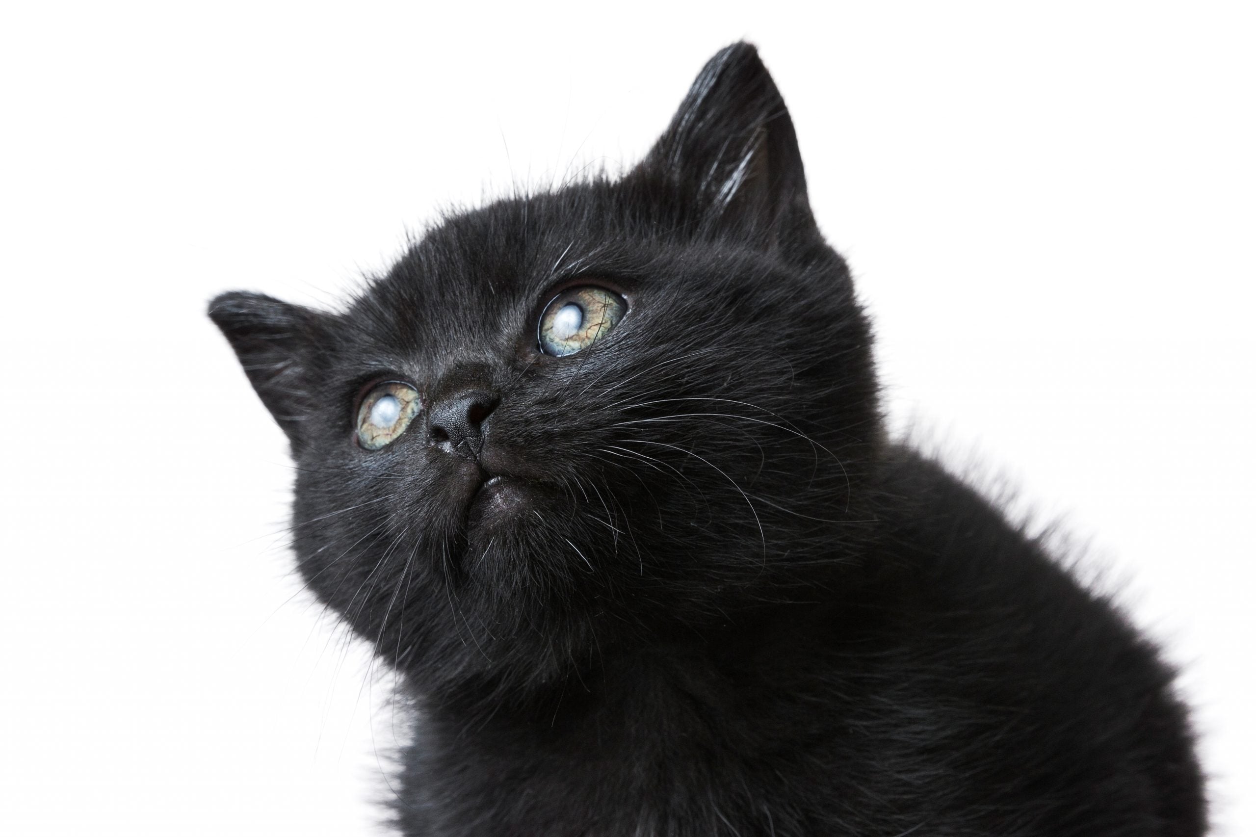 Kucing Hitam Pembawa Nasib Malang?