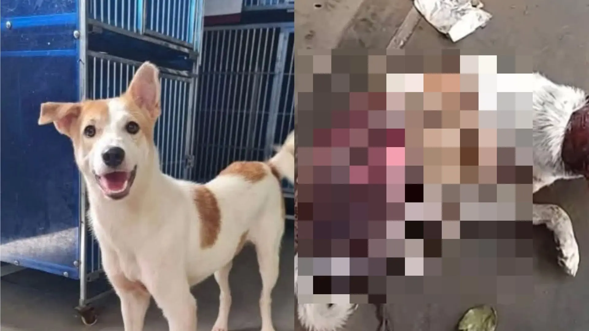 Anjing Disyaki Didera Secara Kejam: Islam Tegaskan Tanggungjawab Kita Terhadap Haiwan