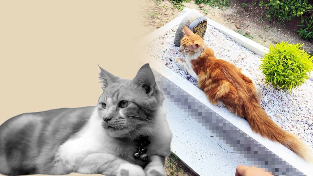 Keikhlasan Ciku: Pengajaran Hidup dari Seekor Kucing yang Mencintai Tanpa Syarat