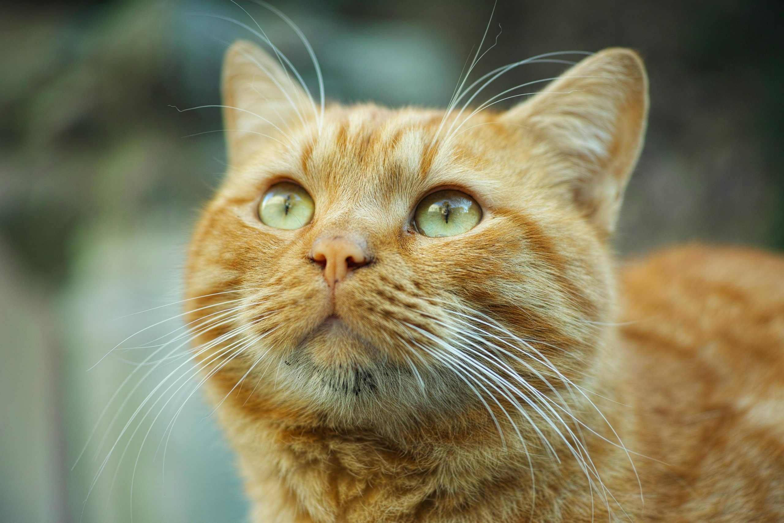Merawat Kucing Sakit Tenat: Ujian Kasih Sayang atau  Pahala Yang Tersembunyi?
