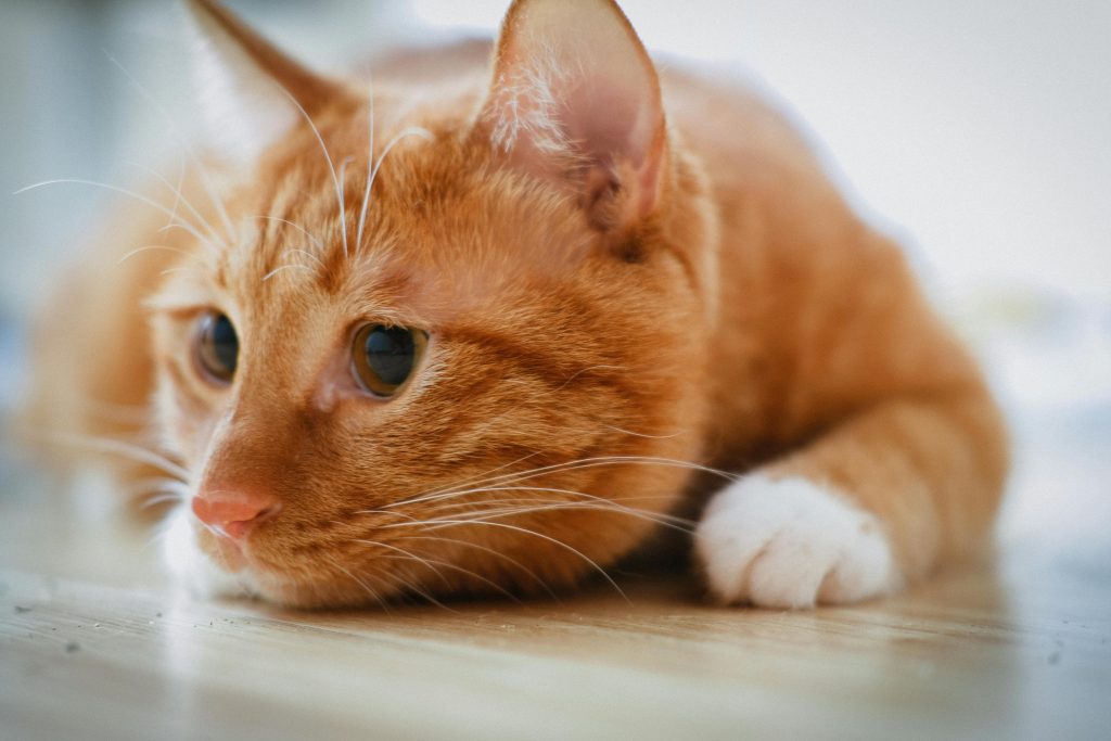 Kredit gambar: Peng Louis, PEXELS