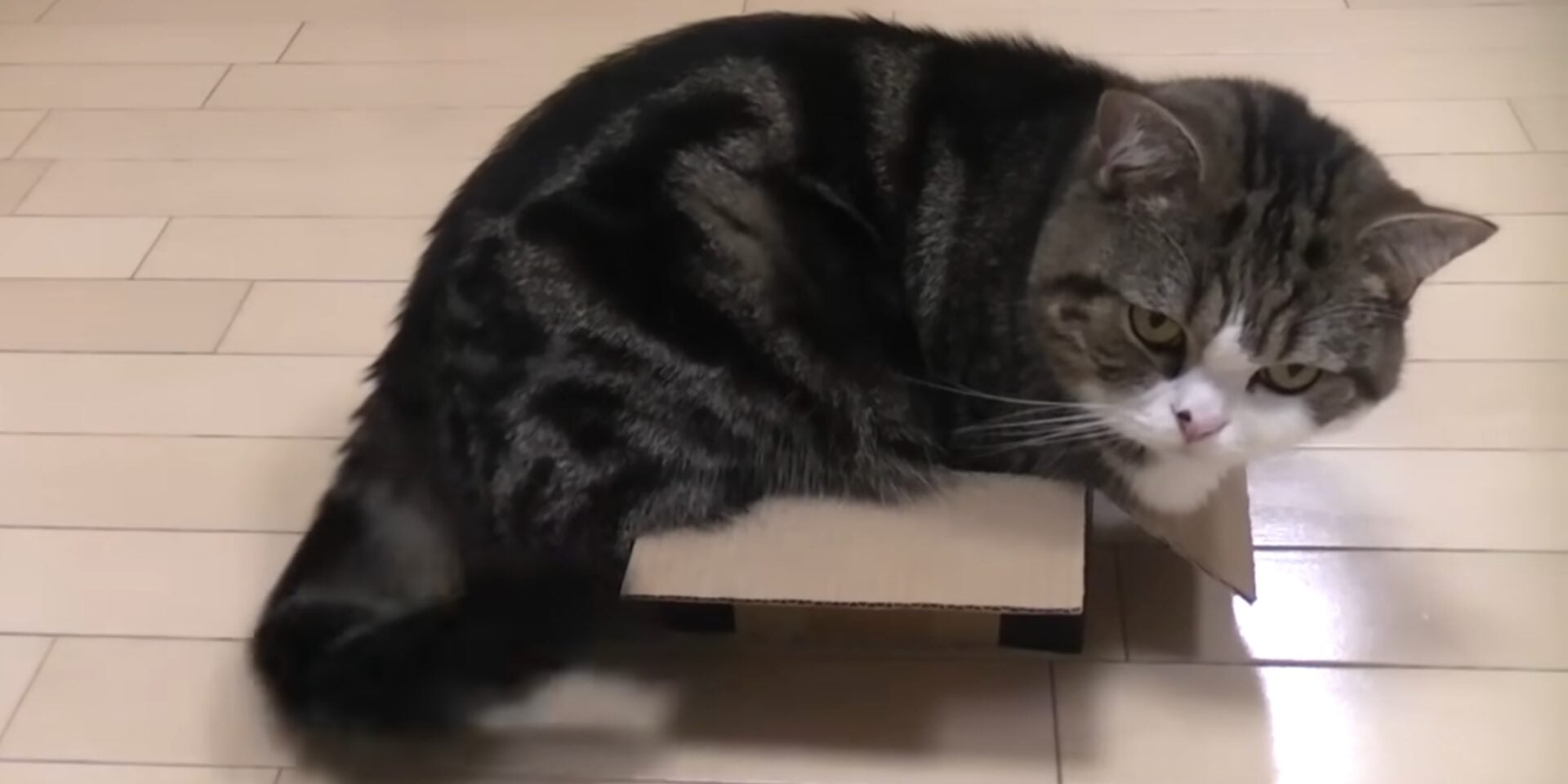 Kematian Kucing ‘Selebriti’ Maru: Dunia Bersedih, Islam Mengajar Ibrah Lebih Mendalam