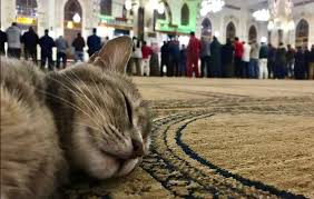 kucing masuk masjid