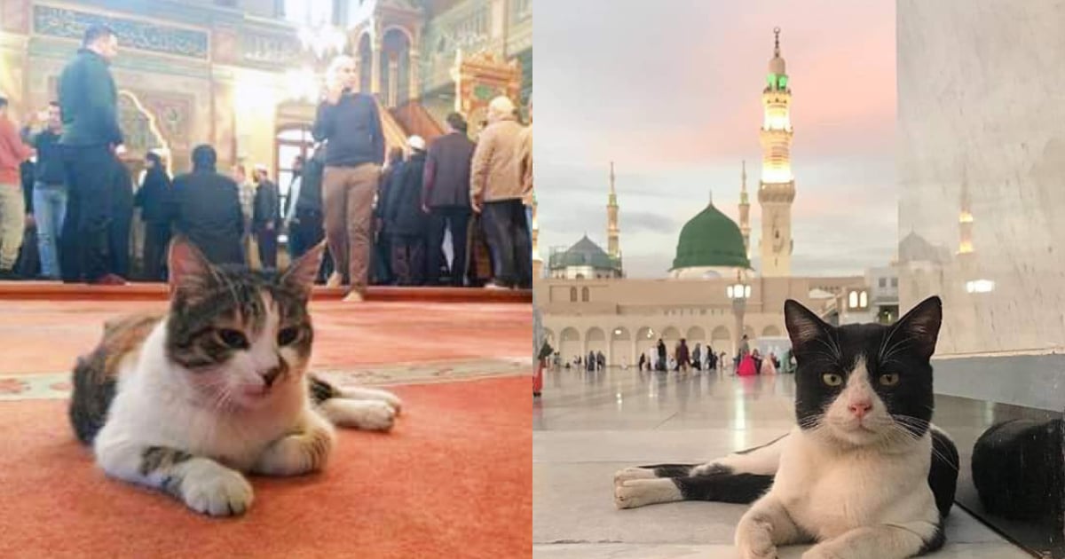 Jangan Panik Kucing Masuk Masjid! Selagi Tiada Najis Jelas, Kaki & Bulunya Suci