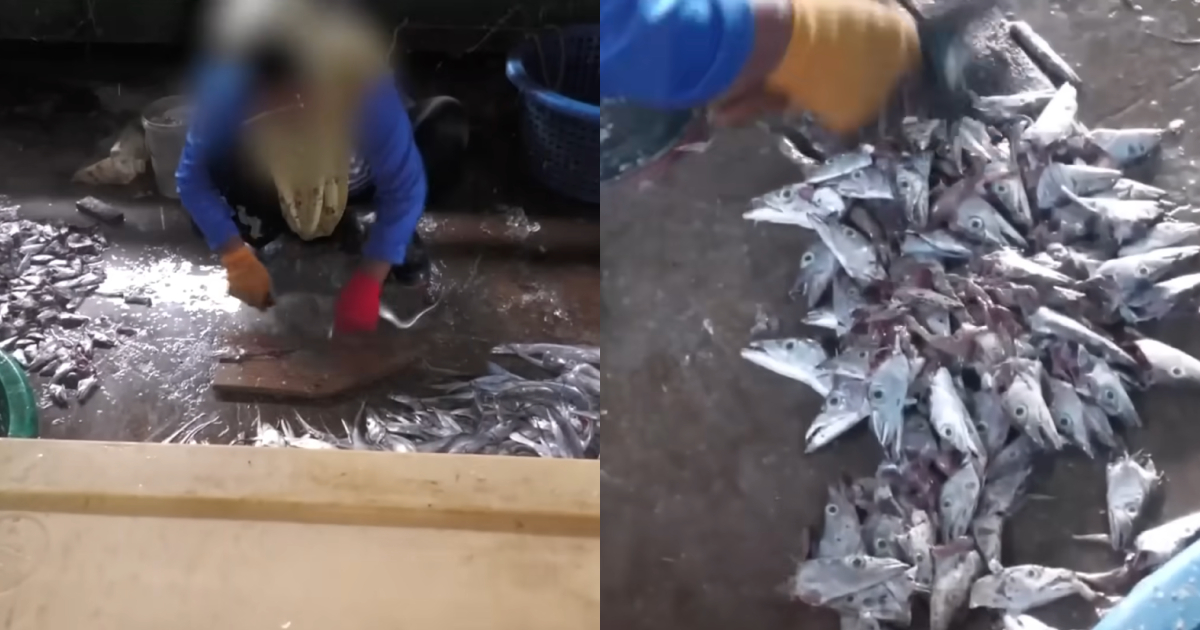 Sijil Halal Ikan Bukan Saja-Saja, Ramai Tak Sedar Proses Pengendalian Boleh Jejaskan Status Halal