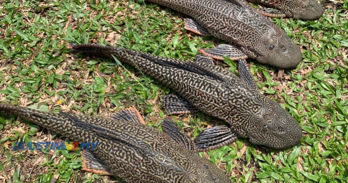 Haram Lepas Ikan Bandaraya Ke Sungai, Syarak Larang Perbuatan Rosakkan Ekosistem Tempatan