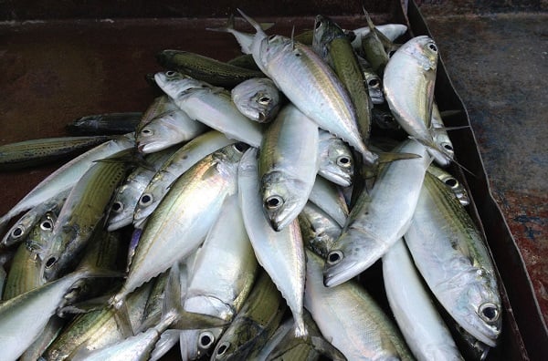 Pernah Terfikir Kenapa Rasa Setiap Ikan Berbeza? Walaupun Sama-Sama Hidup Dalam Air…