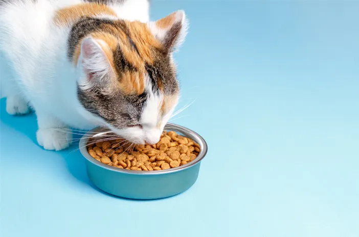 Makanan Kucing Perlu Ada Logo Halal Ke? Ini Penjelasan JAKIM & Hukum Jika Mengandungi Unsur Babi