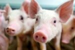 Kenapa Babi Haram Dalam Islam? JAKIM Kongsi 10 Sebab Dari Sudut Sains & Fakta Kesihatan