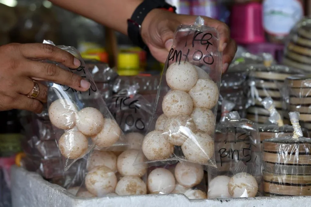 telur penyu